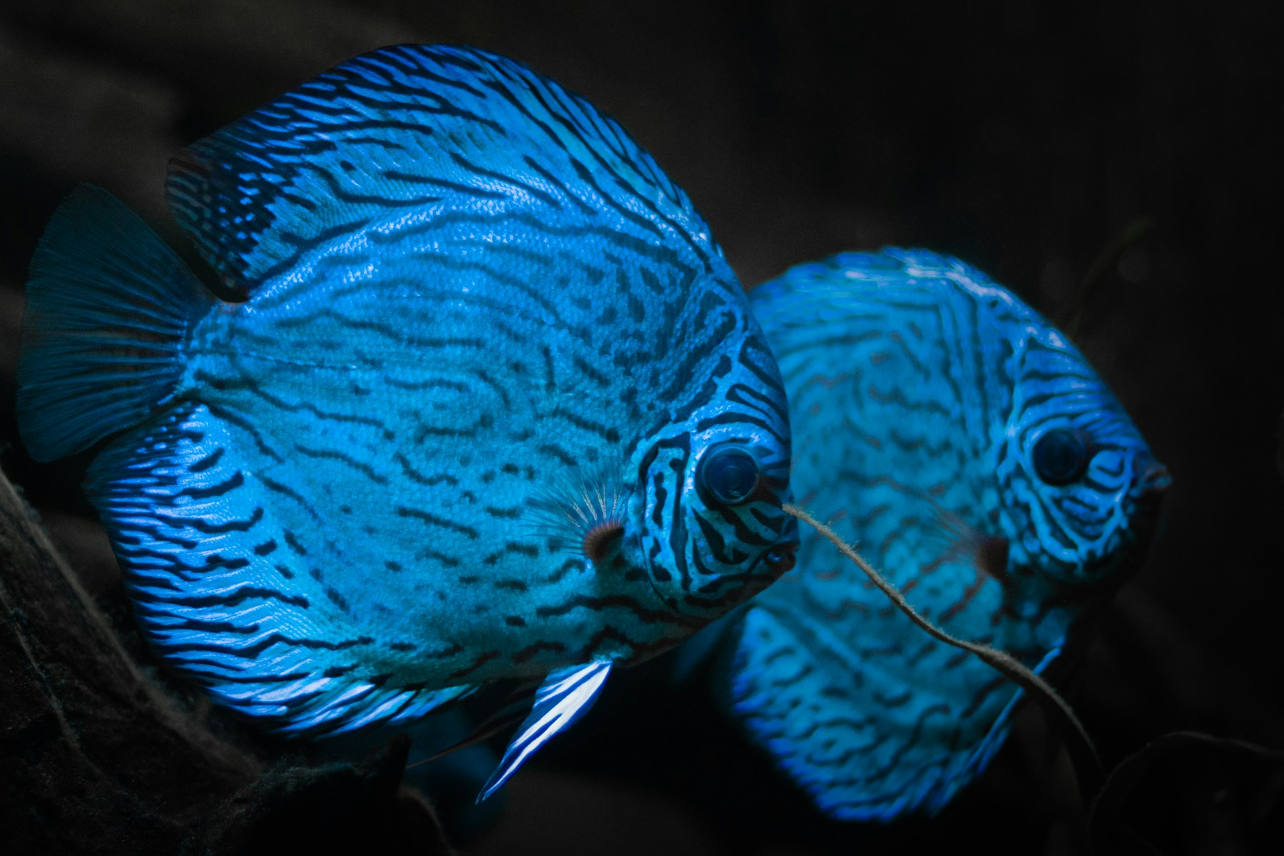 Discus
